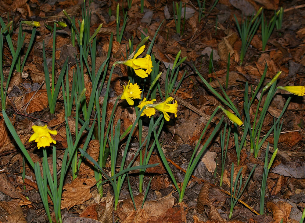 Narcissus pseudonarcissus / Trombone